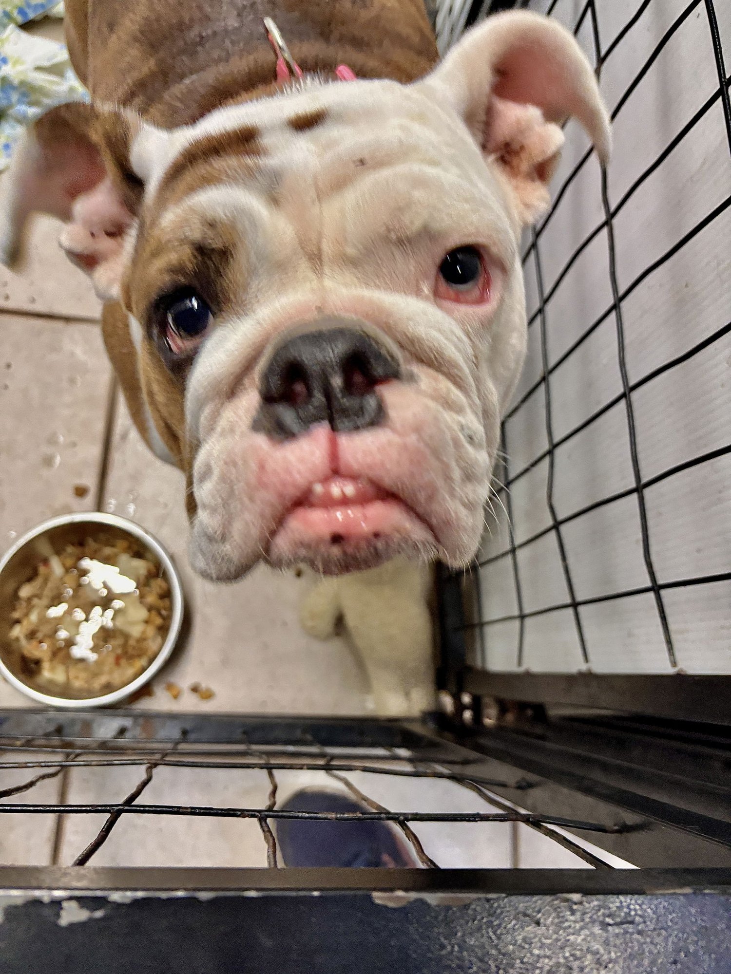 BELLA BLUE - Photo 4