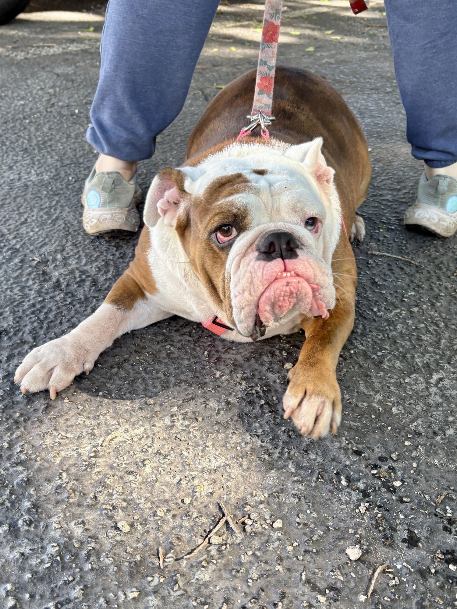 BELLA BLUE - Photo 5