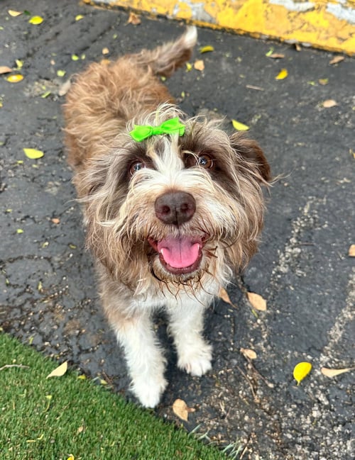 COCO - Poodle (unknown type) available for adoption