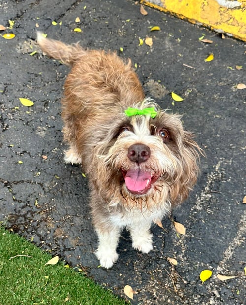 COCO - Poodle (unknown type) available for adoption