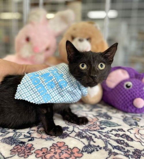 MIKKEL - Domestic Short Hair available for adoption