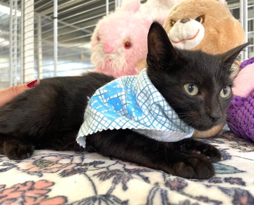 MIKKEL - Domestic Short Hair available for adoption