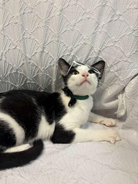 TUCK Image