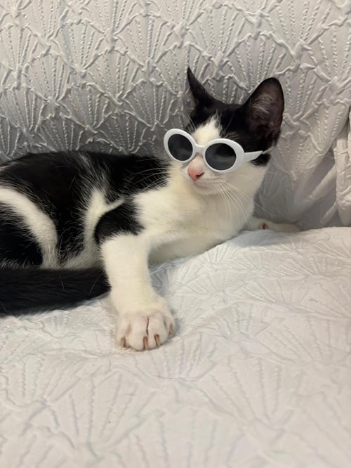 TUCK - Tuxedo available for adoption