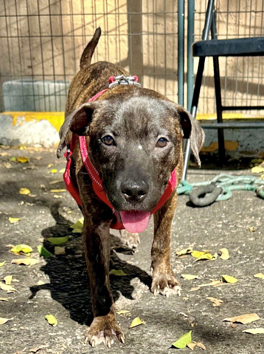 ZOE - American Bulldog available for adoption
