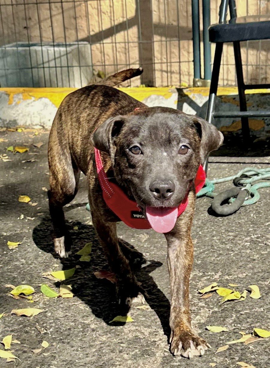 ZOE - American Bulldog available for adoption