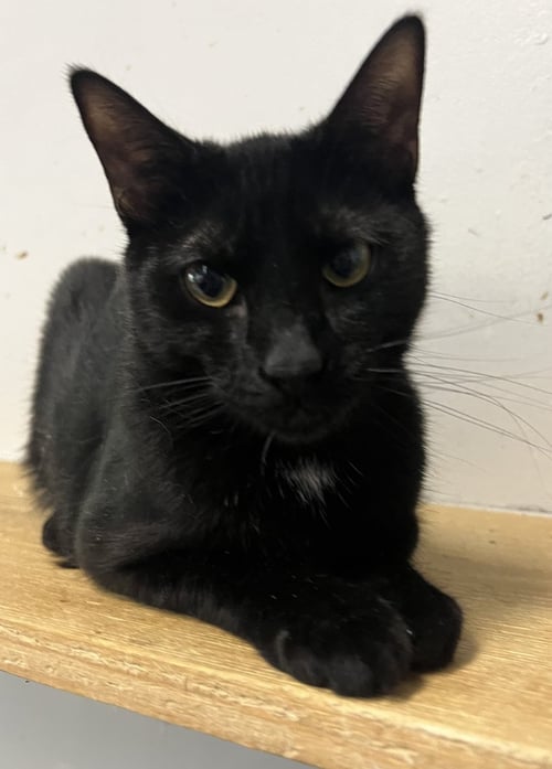 GIOVANNI - American Shorthair available for adoption