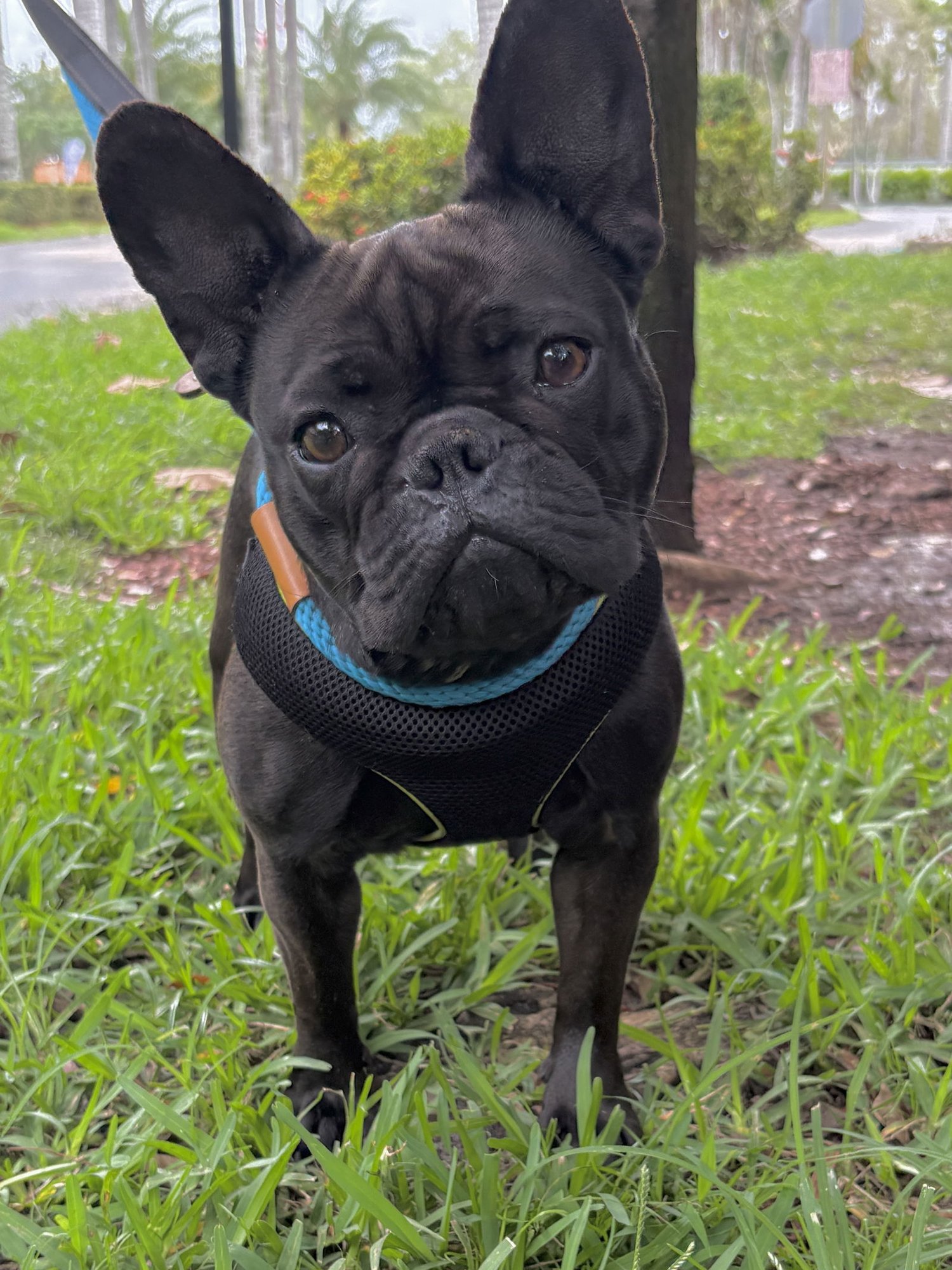 MARGARET - French Bulldog available for adoption