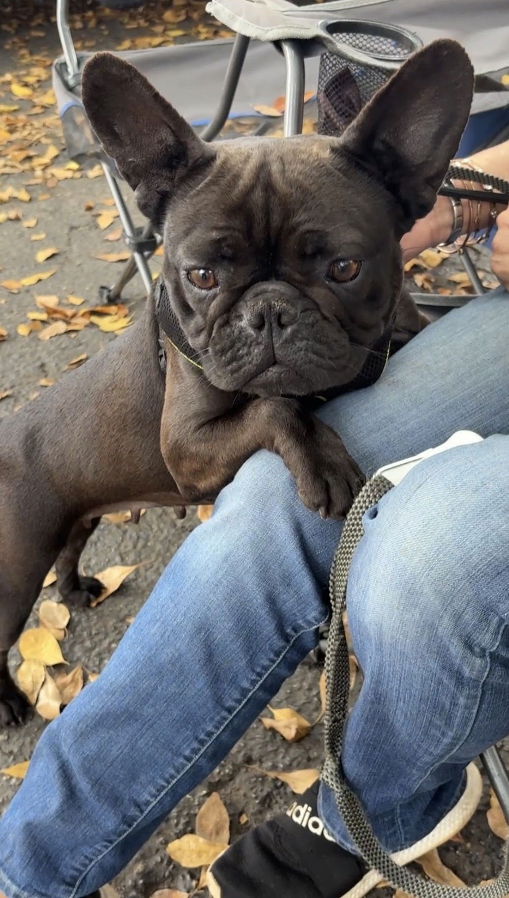 MARGARET - French Bulldog available for adoption