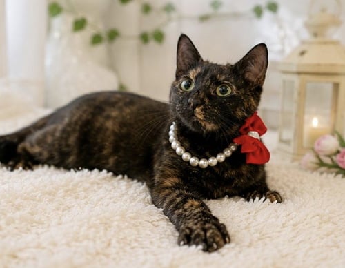MARCIA - Tortoiseshell available for adoption