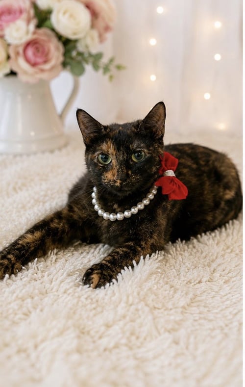 MARCIA - Tortoiseshell available for adoption