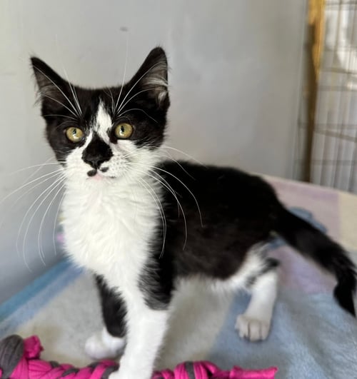 MILO - Domestic Short Hair available for adoption