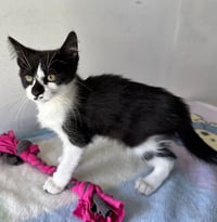 MILO - Photo 3