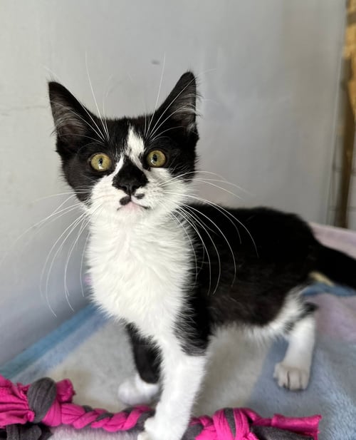 MILO - Domestic Short Hair available for adoption