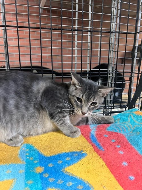 HANSEL - Domestic Short Hair available for adoption