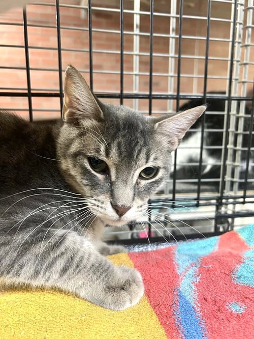 HANSEL - Domestic Short Hair available for adoption