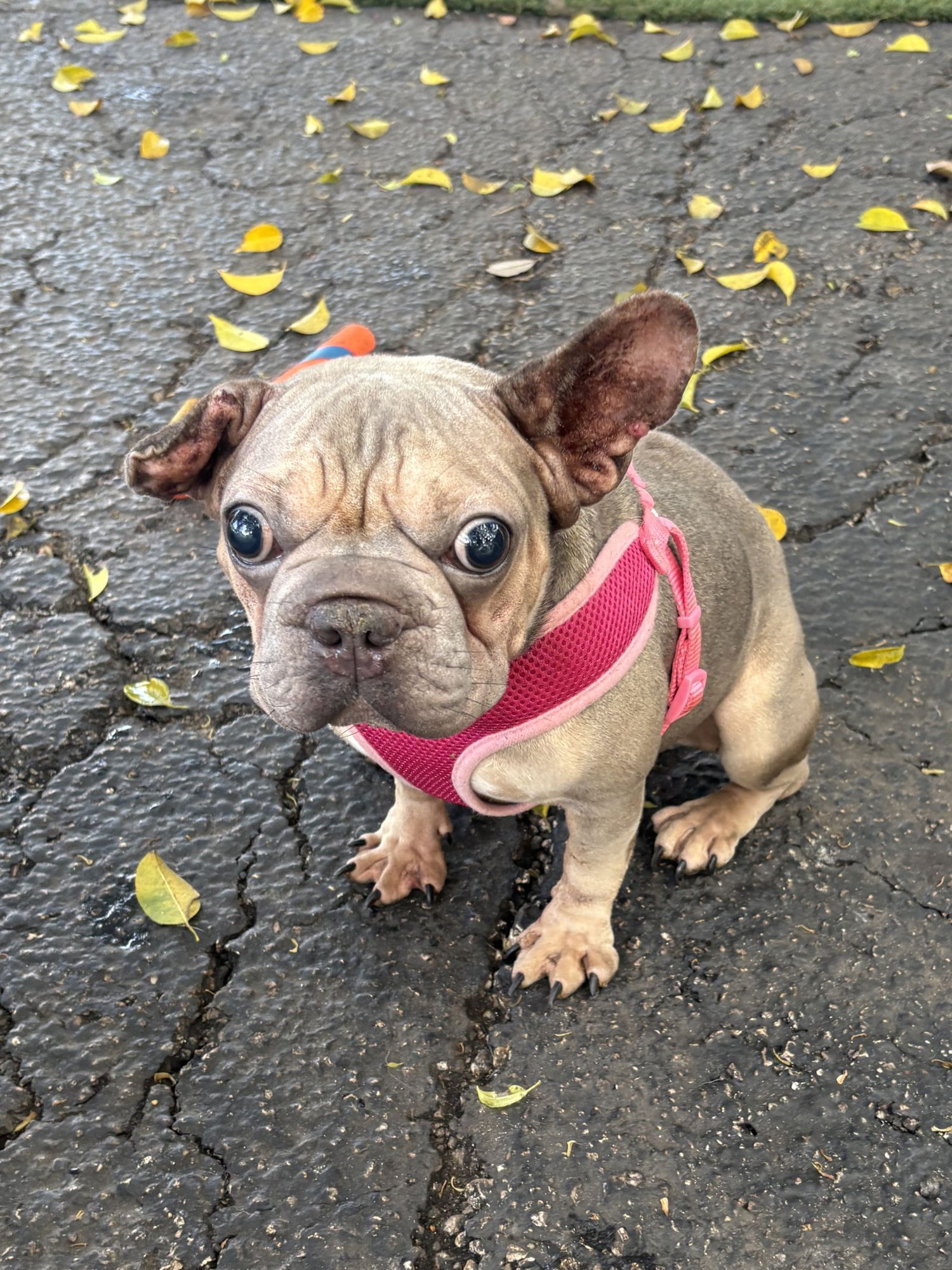 SUNFLOWER - French Bulldog available for adoption