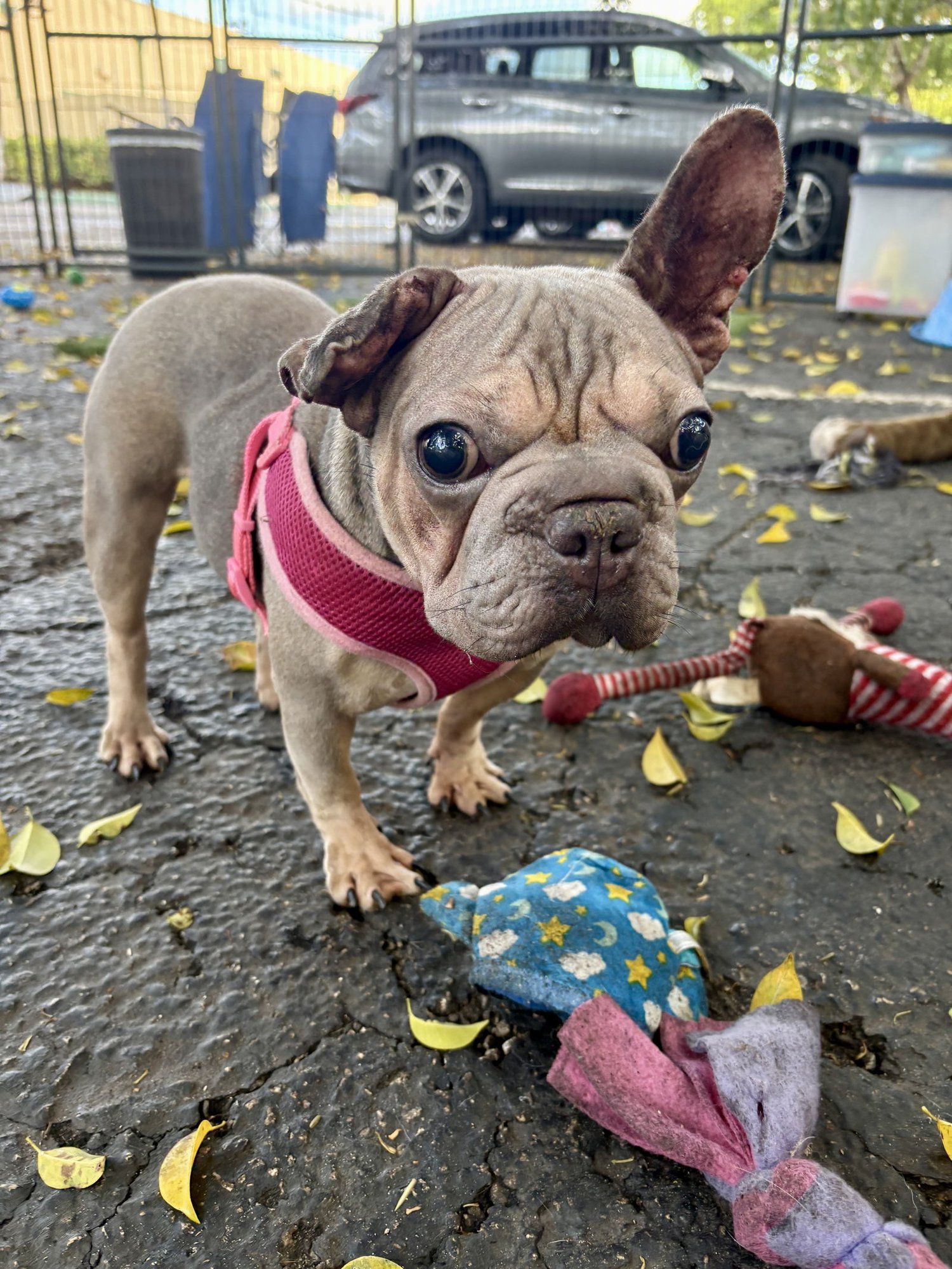 SUNFLOWER - French Bulldog available for adoption