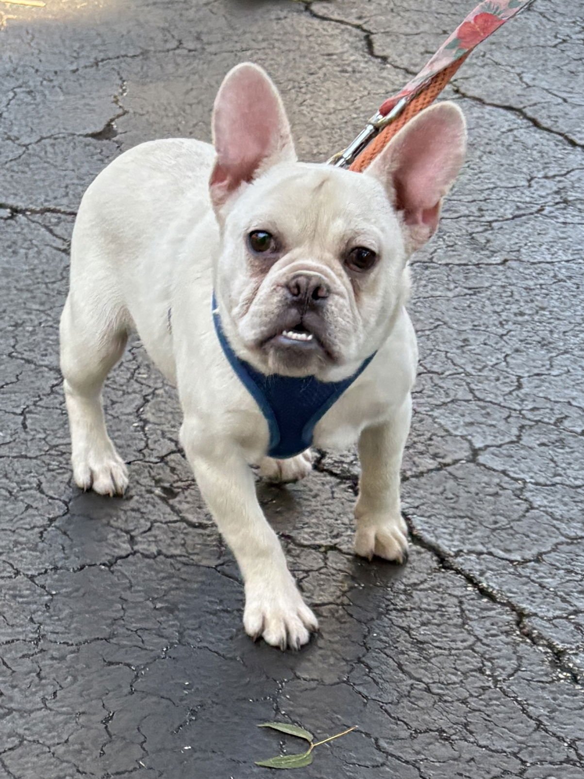DAVID - French Bulldog available for adoption