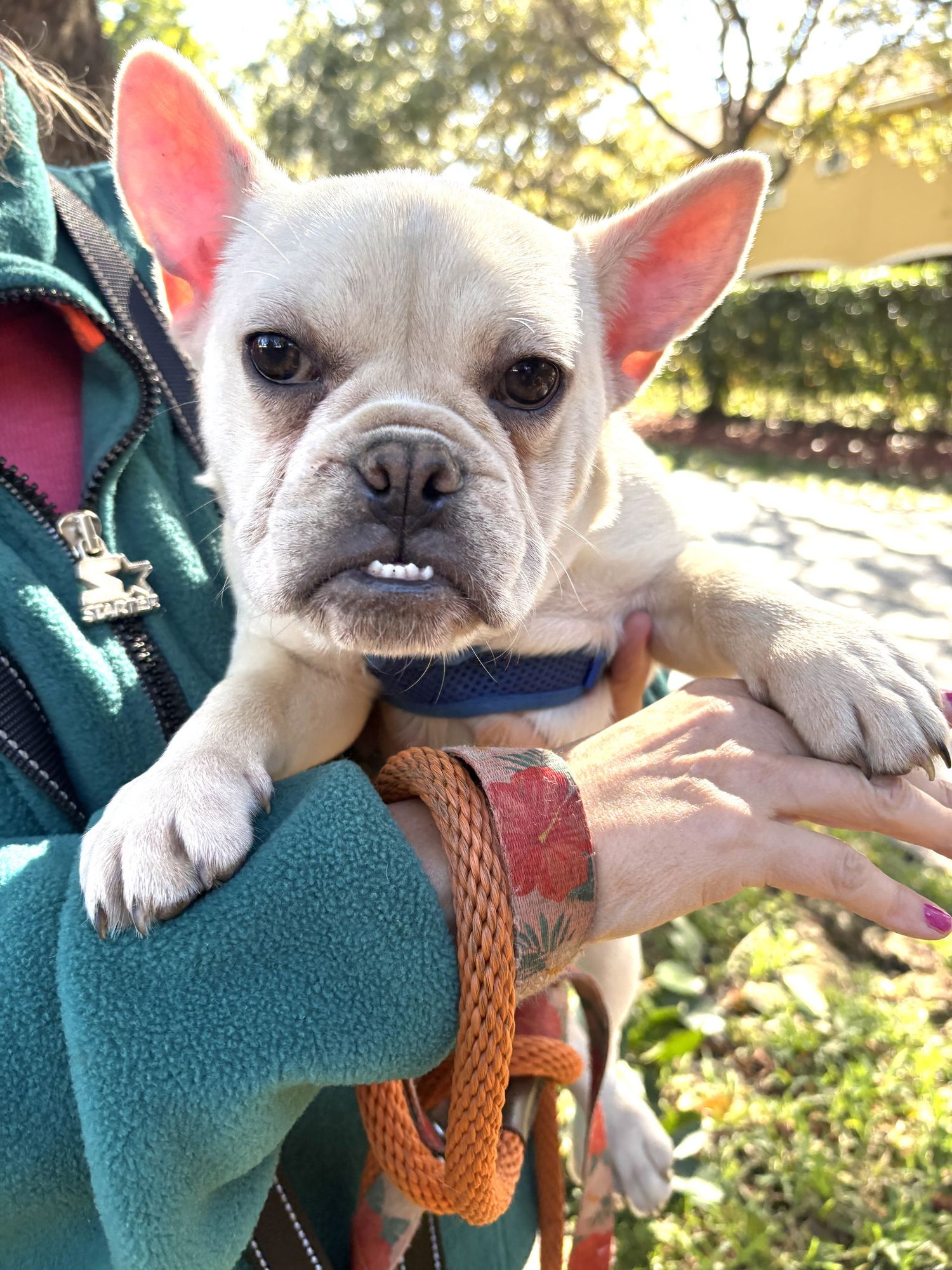 DAVID - French Bulldog available for adoption