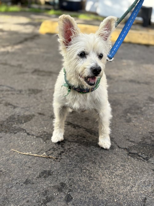 QUING - Terrier available for adoption
