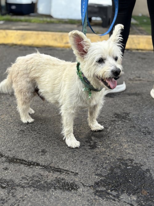 QUING - Terrier available for adoption