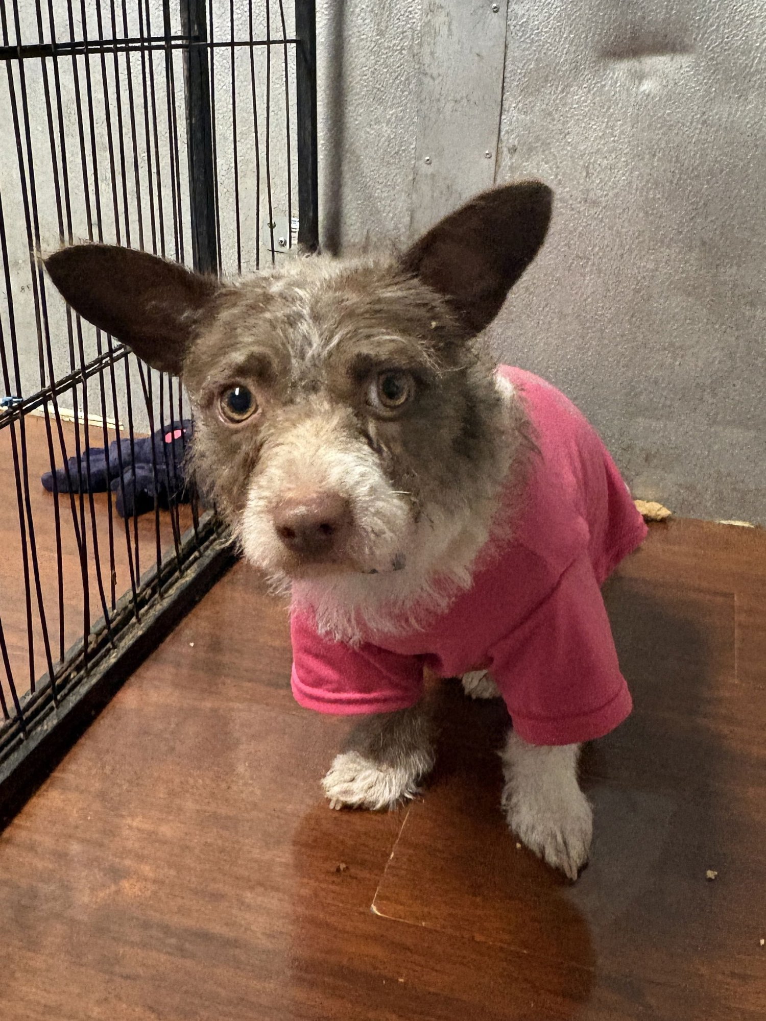 KIRA - Chihuahua / Corgi available for adoption