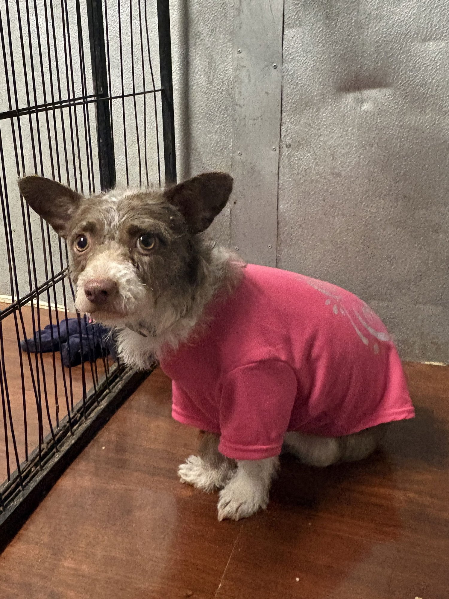 KIRA - Chihuahua / Corgi available for adoption