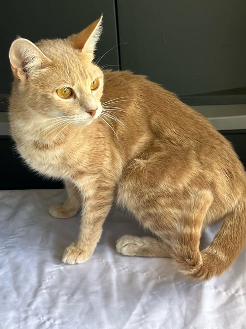 FAYTANI - Domestic Short Hair available for adoption