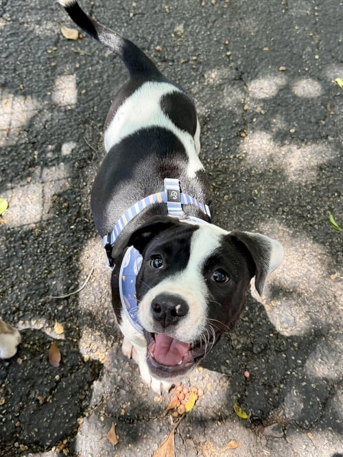 DOT - English Bulldog / American Staffordshire Terrier available for adoption