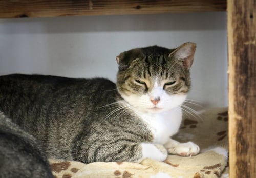 ANASTHASIA - Domestic Short Hair available for adoption