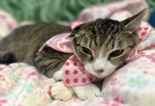 ANASTHASIA - Domestic Short Hair available for adoption