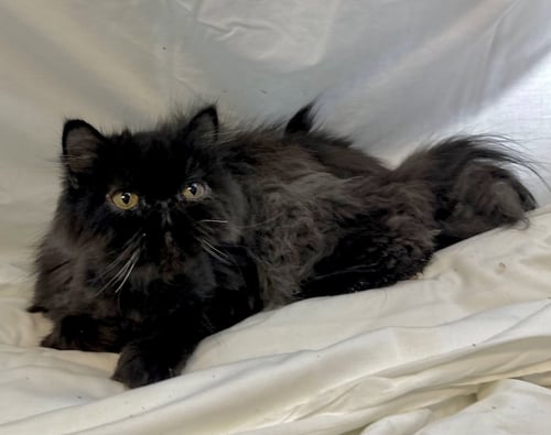 CHAI - Persian available for adoption