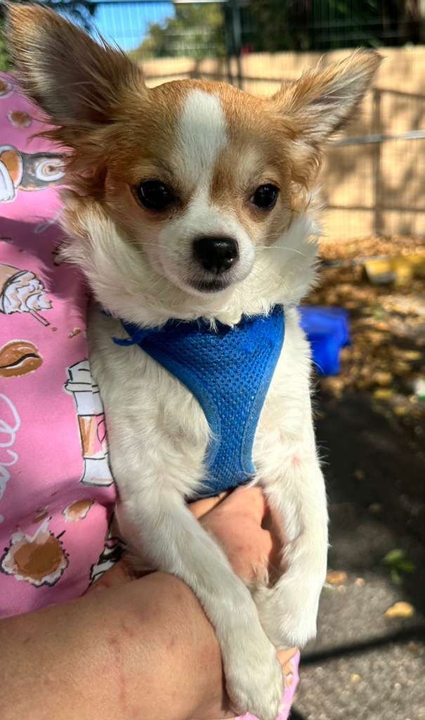 RIBA - Chihuahua available for adoption