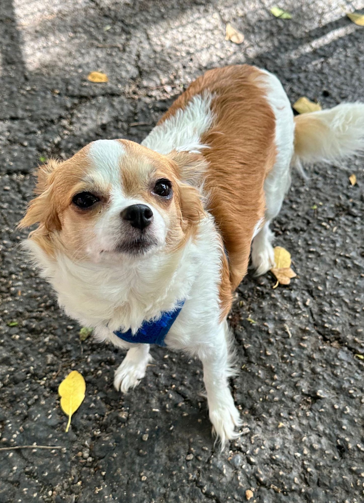 RIBA - Chihuahua available for adoption