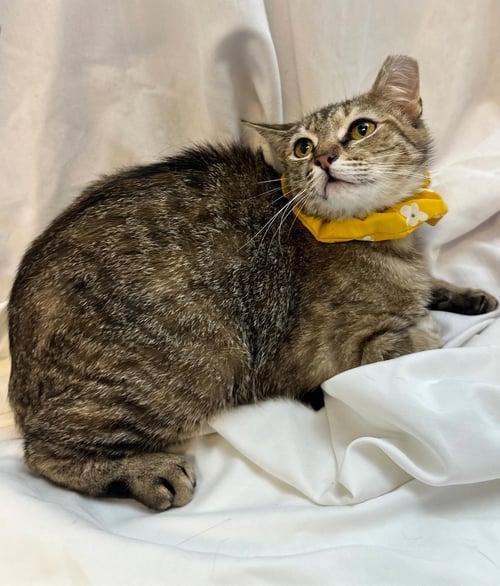 LITTLE TIGER - Domestic Short Hair / Tabby available for adoption