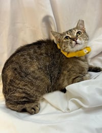 little tiger - Photo 1