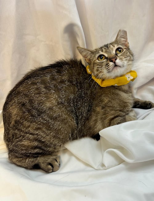 LITTLE TIGER - Domestic Short Hair / Tabby available for adoption