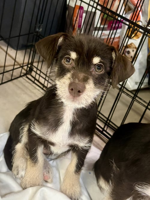 TAYLOR - Terrier available for adoption