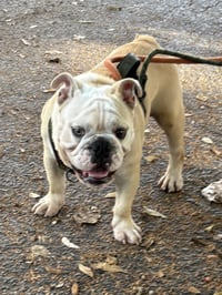 paulo - Photo 5
