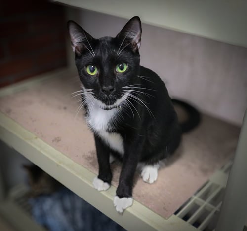 SAWYER - Tuxedo available for adoption