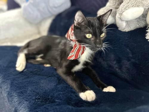 SAWYER - Tuxedo available for adoption