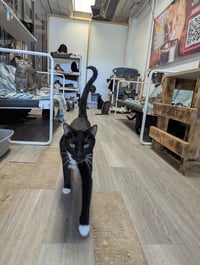 Sawyer - Photo 8