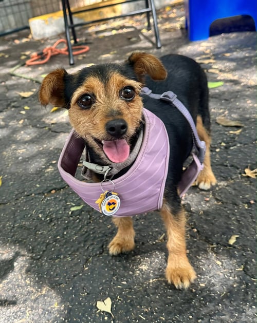 LADY - Dachshund / Yorkshire Terrier Yorkie available for adoption