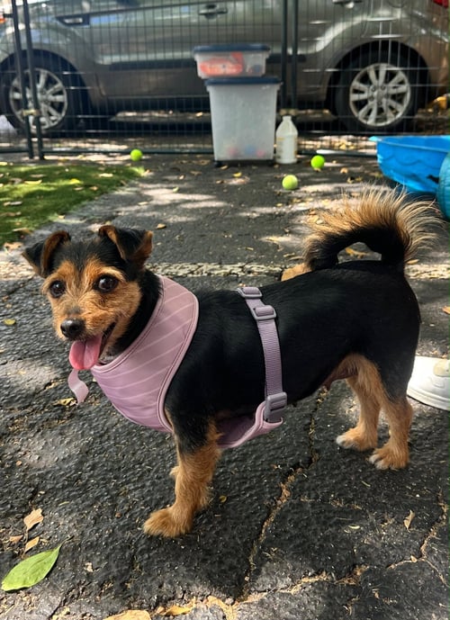 LADY - Dachshund / Yorkshire Terrier Yorkie available for adoption