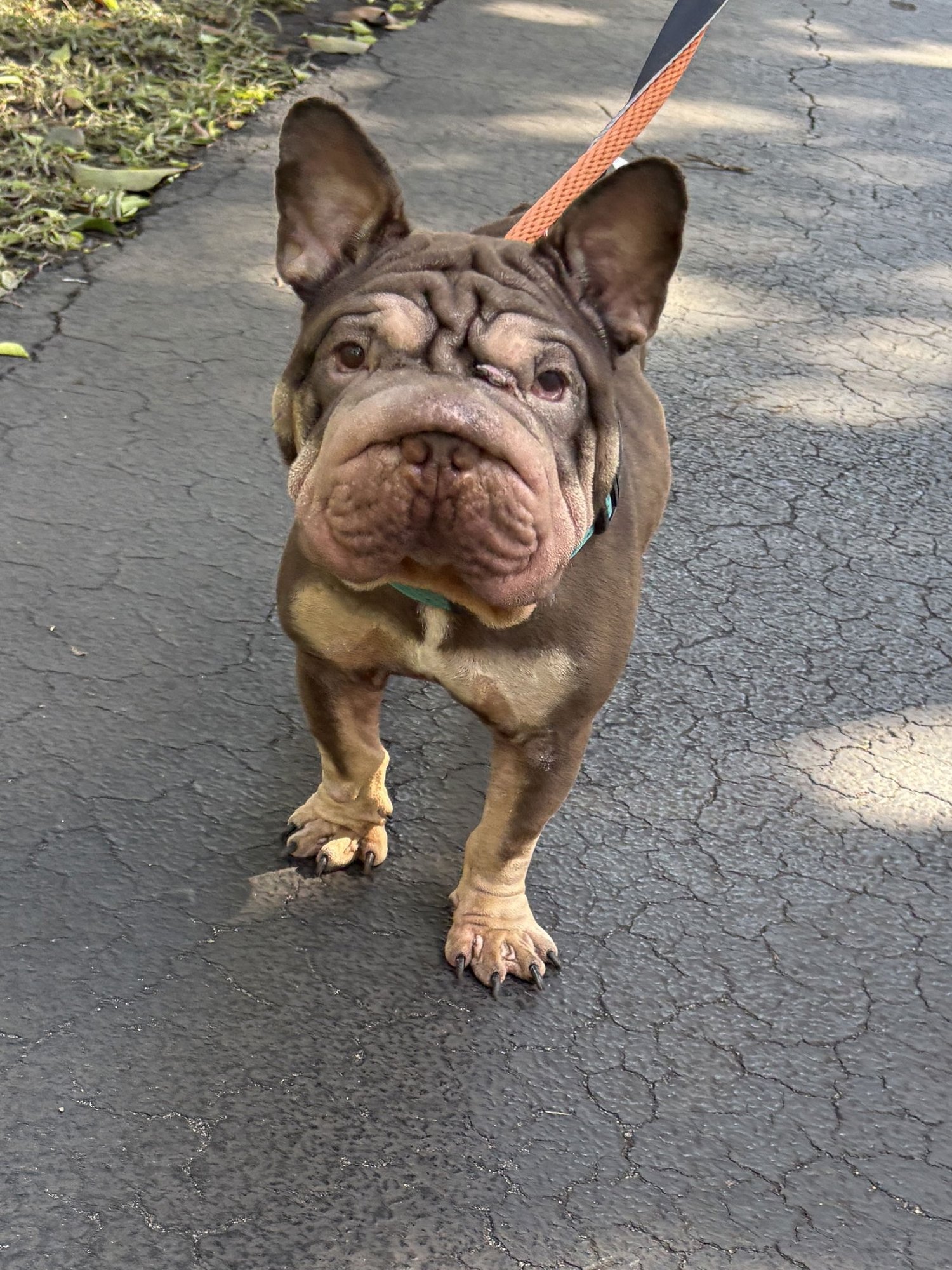 FONZI - French Bulldog available for adoption