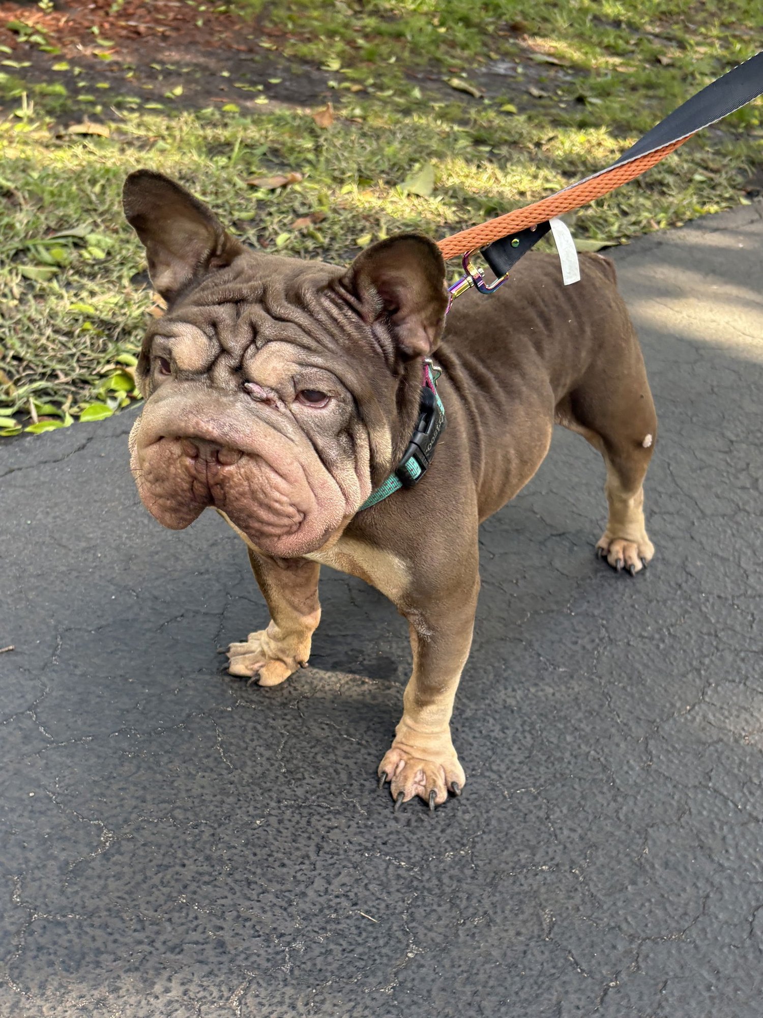 FONZI - French Bulldog available for adoption