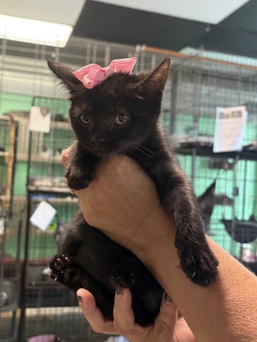 BLACKBERRY - Domestic Short Hair available for adoption