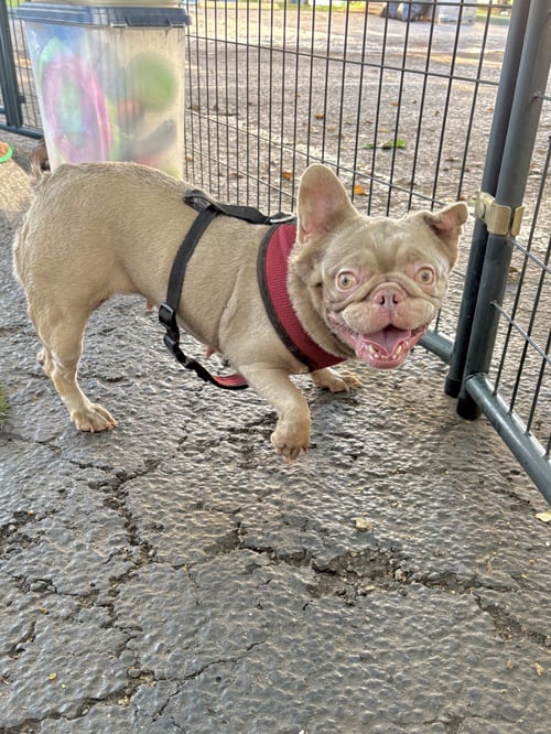 ROSALINA - French Bulldog available for adoption