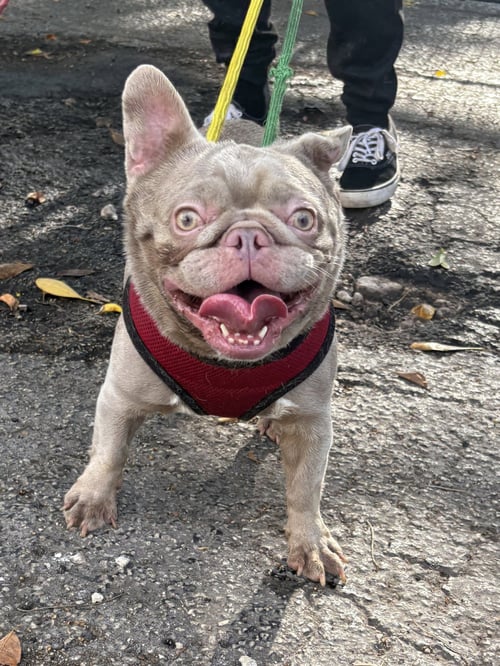 ROSALINA - French Bulldog available for adoption